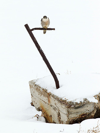 Perched Falcon