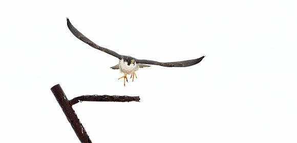 Peregrine