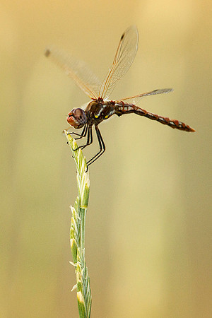 Meadowhawk