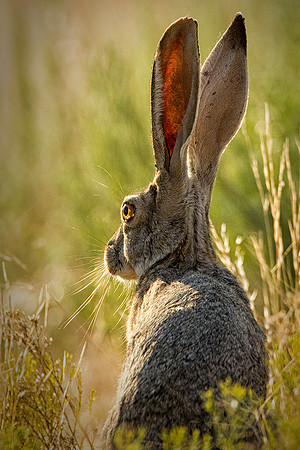 Jackrabbit