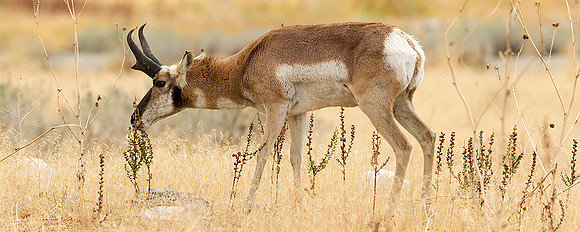 Pronghorn Buck