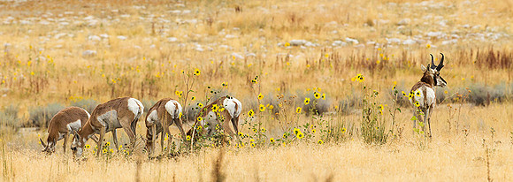 Pronghorn Harem