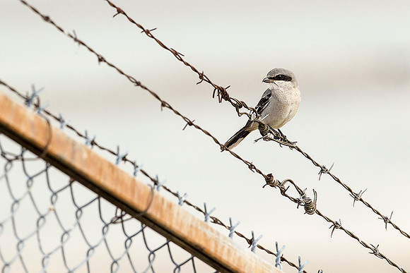 Loggerheaded Shrike
