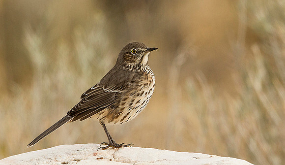 Sage Thrasher
