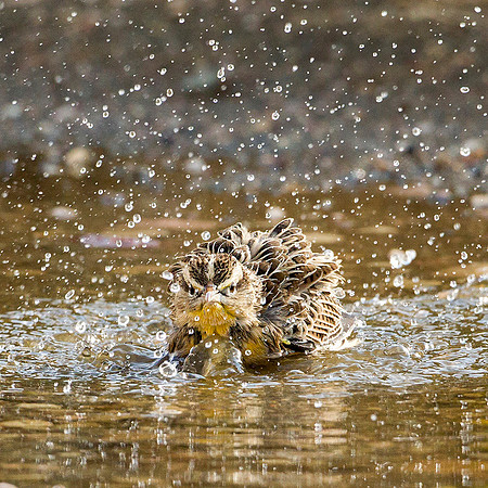 Bathing Meadowlark