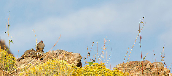 Chuckar on Rocks