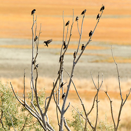 Starling Gathering