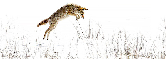 Coyote Hunting
