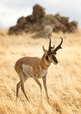 Pronghorn in Grasses