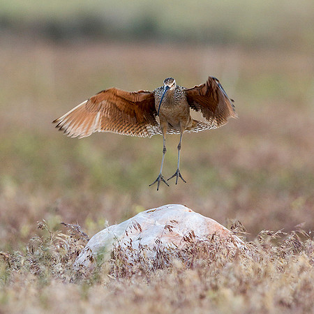 Long-billed Curlew Landing
