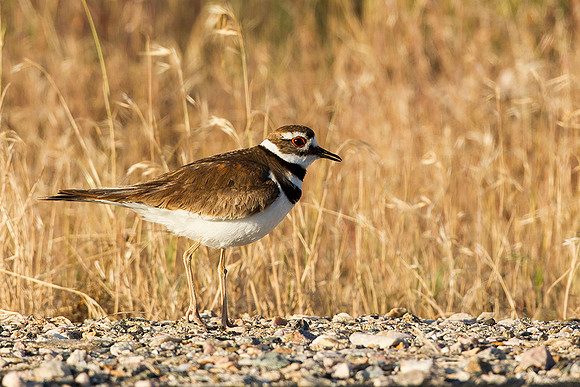 Killdeer