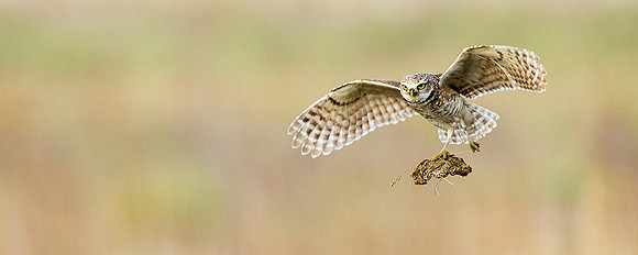 Burrowing Owl