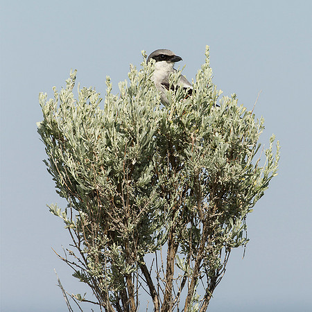 Loggerheaded Shrike in Sage
