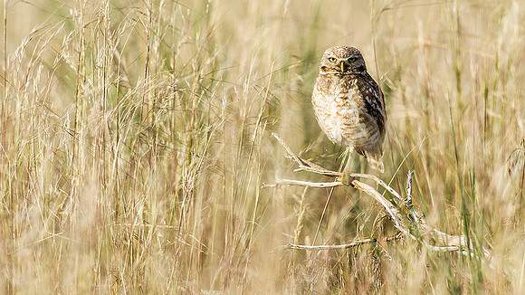 Burrowing Owl Perched