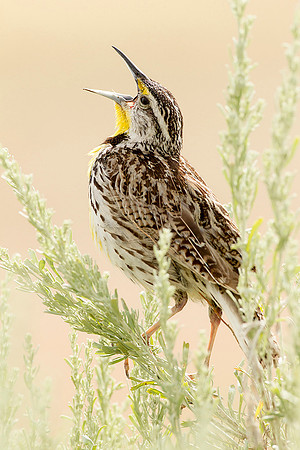 Western Meadowlark