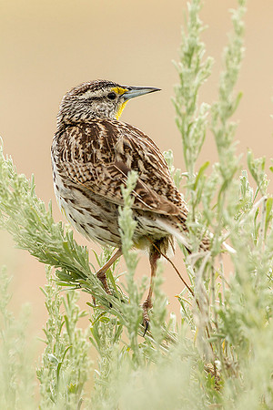 Western Meadowlark