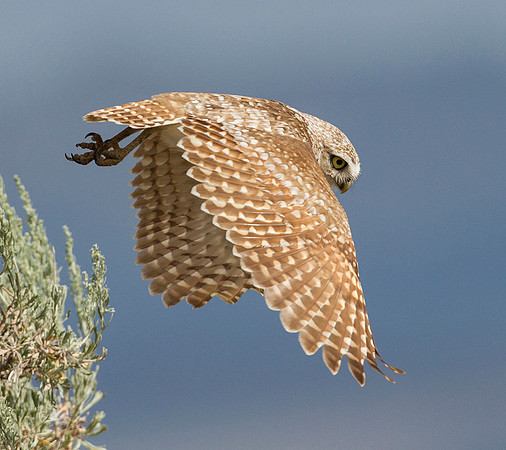 Burrowing Owl Takes Flight