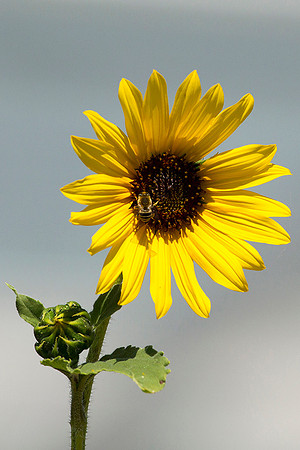 Common Sunflower
