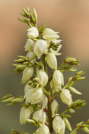 Blooming Yucca