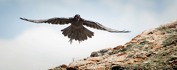 Raven Takes Flight