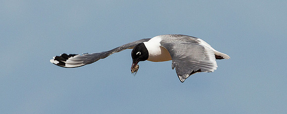 Bonaparte's Gull