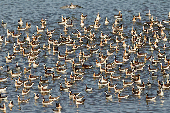 Colony of Avocets