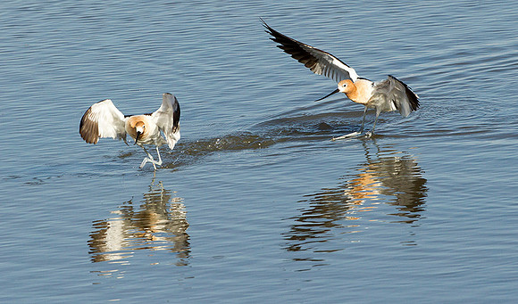 Avocets