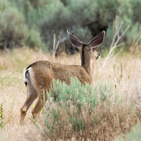 Black-tail Mule Deer