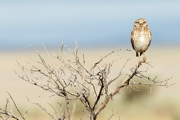 Burrowing Owl on Sage Perch