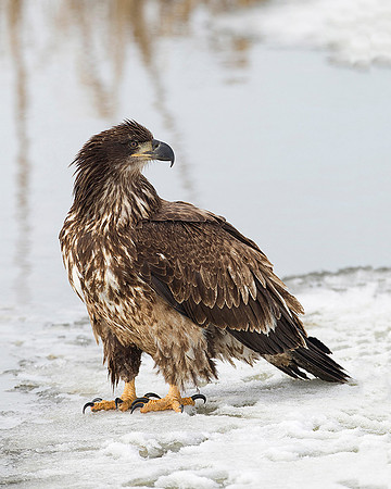 Immature on Ground