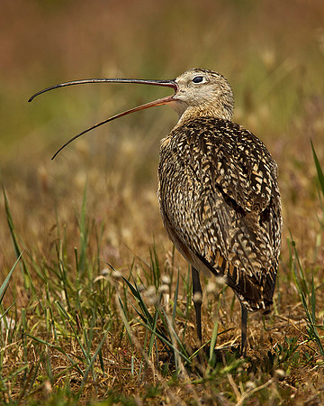 Long-billed Curlew