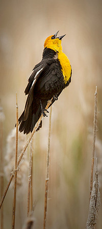 Yellow-headed Blackbird