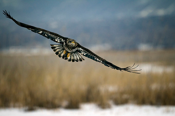 Immature Bald Eagle