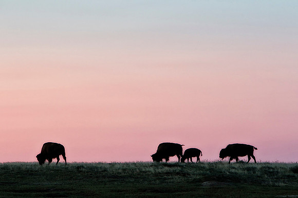 Bison Family