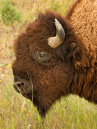 Bison Portrait