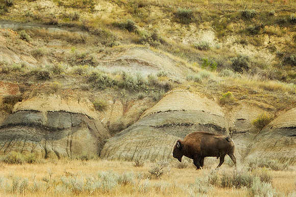 American Bison