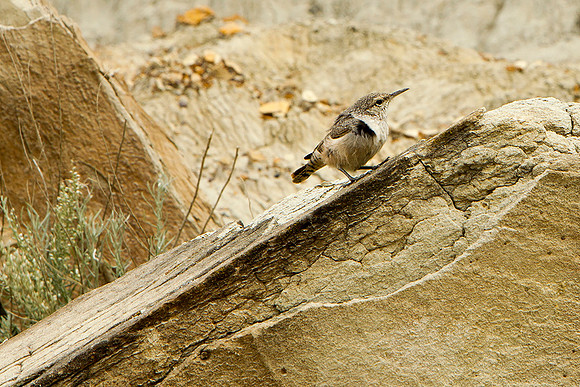 Rock Wren