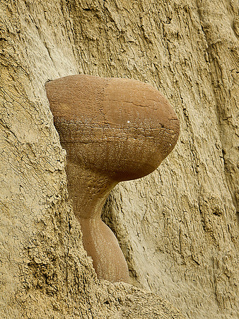 Cannon Ball Concretions
