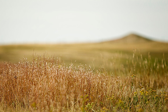Prairie