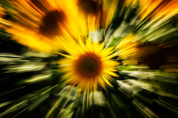Sunflower Surprise