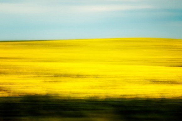 Day Sunflower Fields