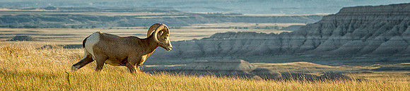 Bighorn & Badlands