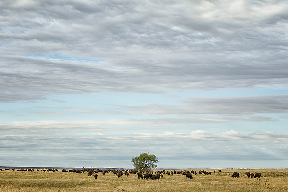 Bison on the Plains