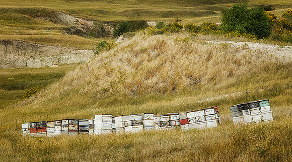 Bee Farm