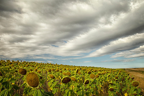 Sunflowers & Clouds
