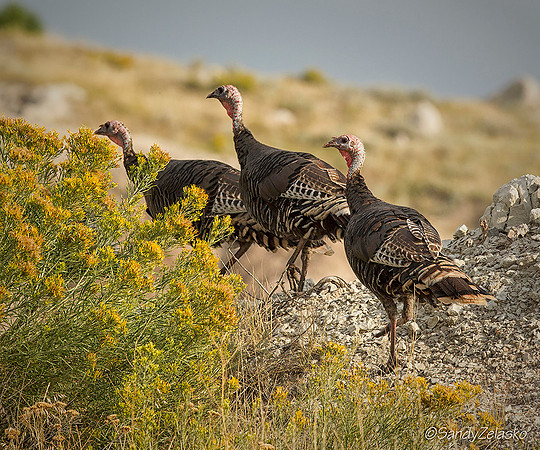 Merriam Turkeys