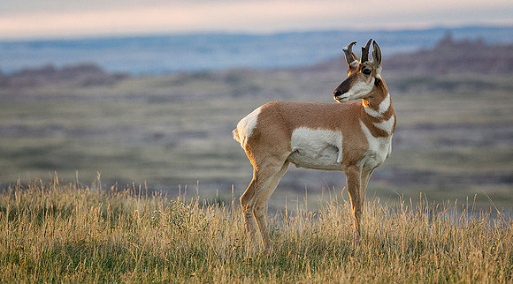 Pronghorn