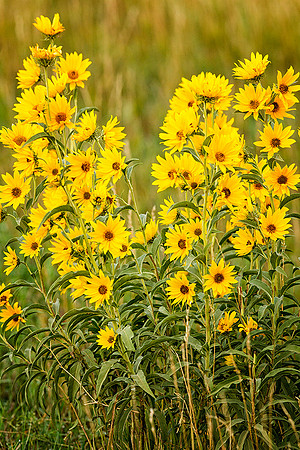 Common Sunflowers
