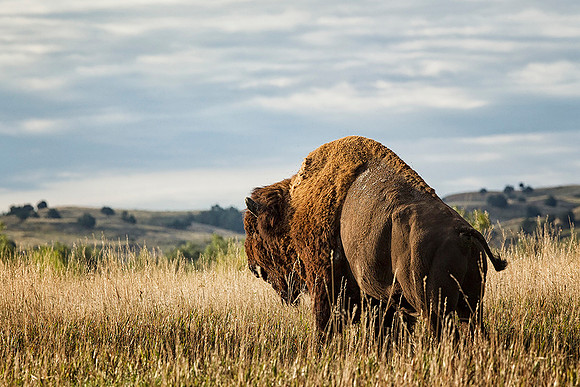 Bison Bull