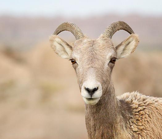 Bighorn Sheep Portrait